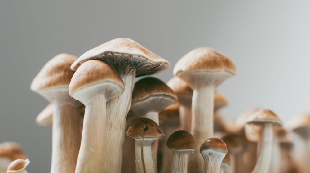 Brown taps hallucinogen researcher to lead 'merit' seminar